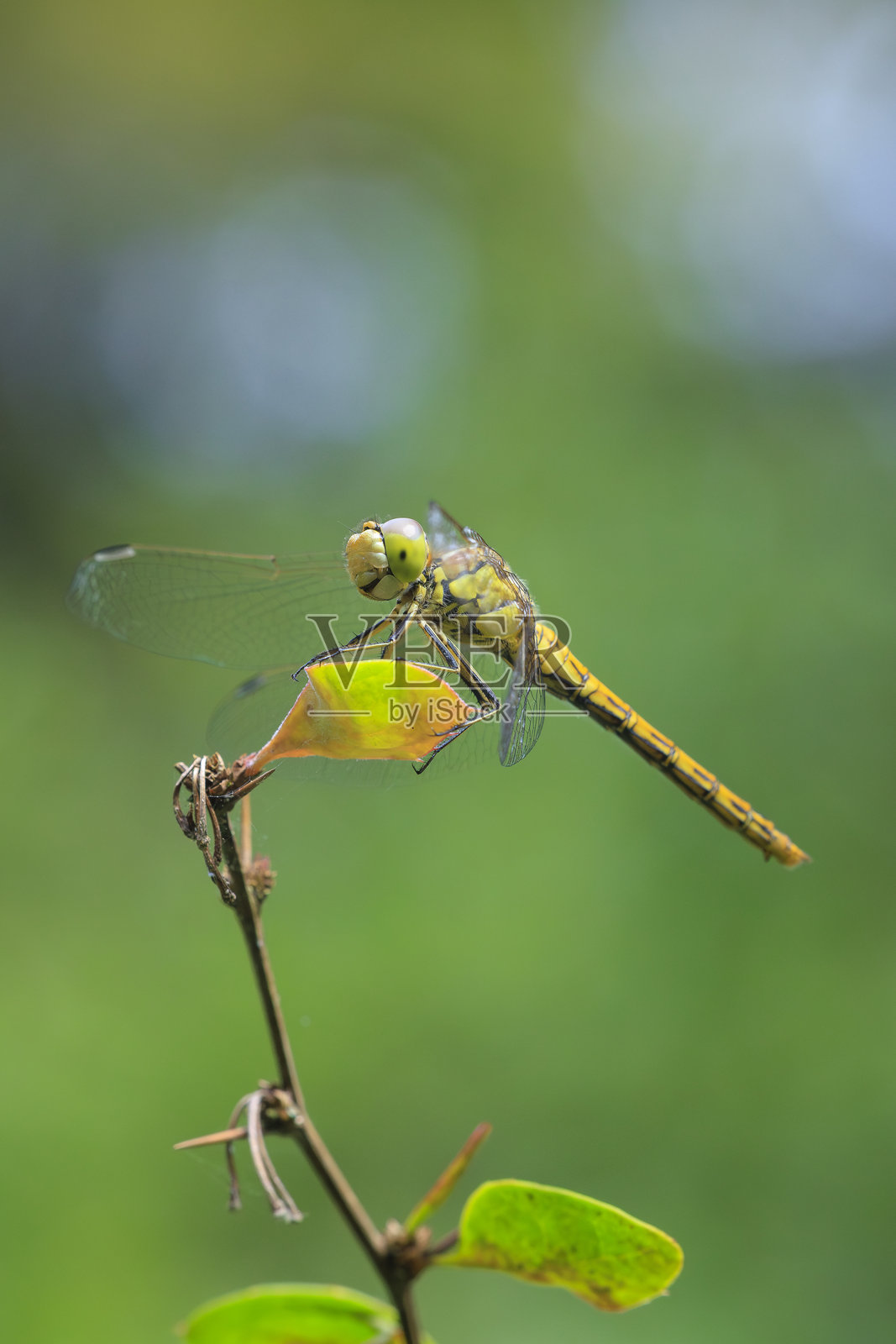 栖息的游荡箭蜓照片摄影图片