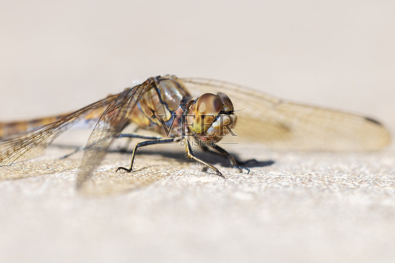 栖息的普通晏蜓雄性照片摄影图片