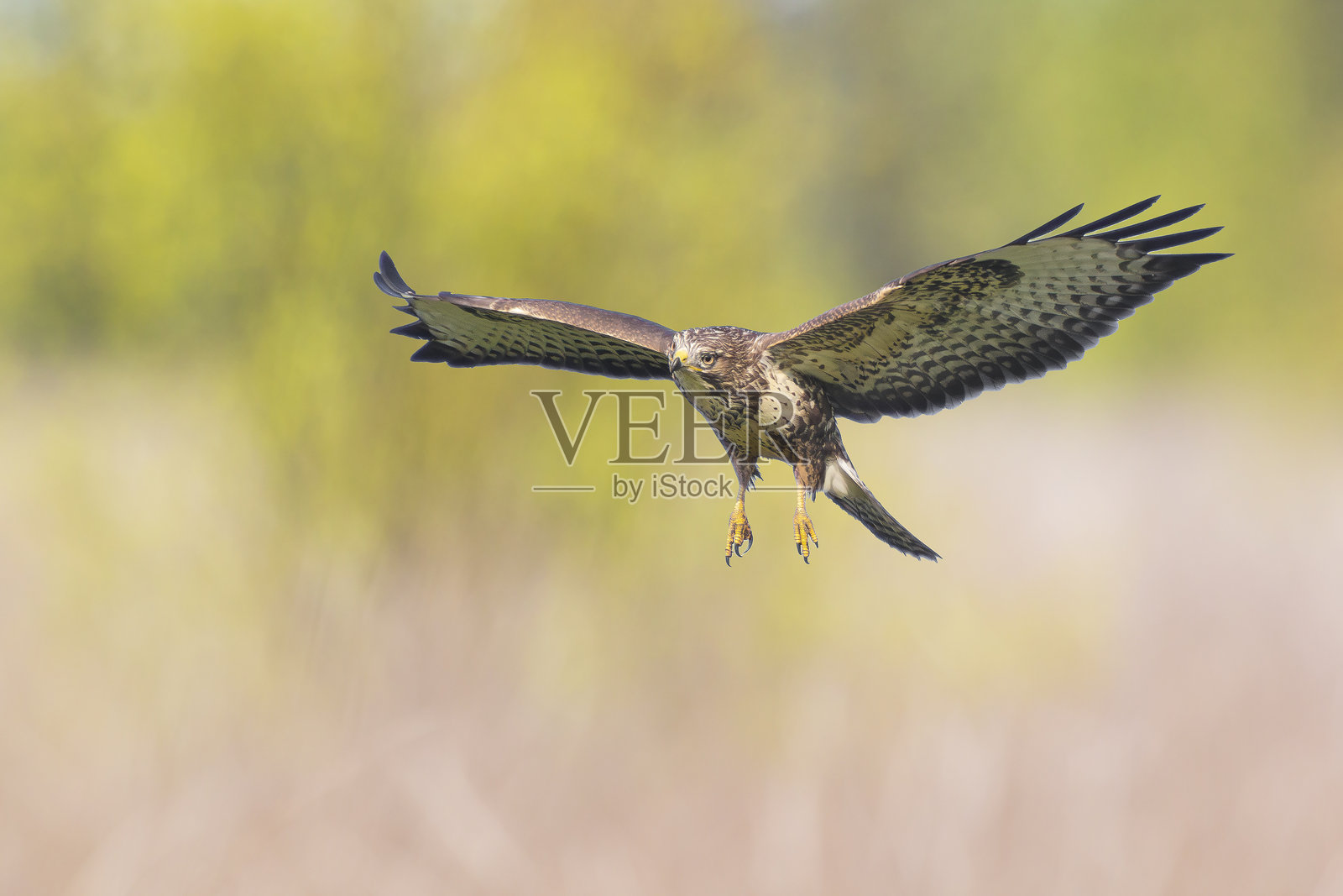 普通 buzzard，Buteo Buteo，正在飞行照片摄影图片