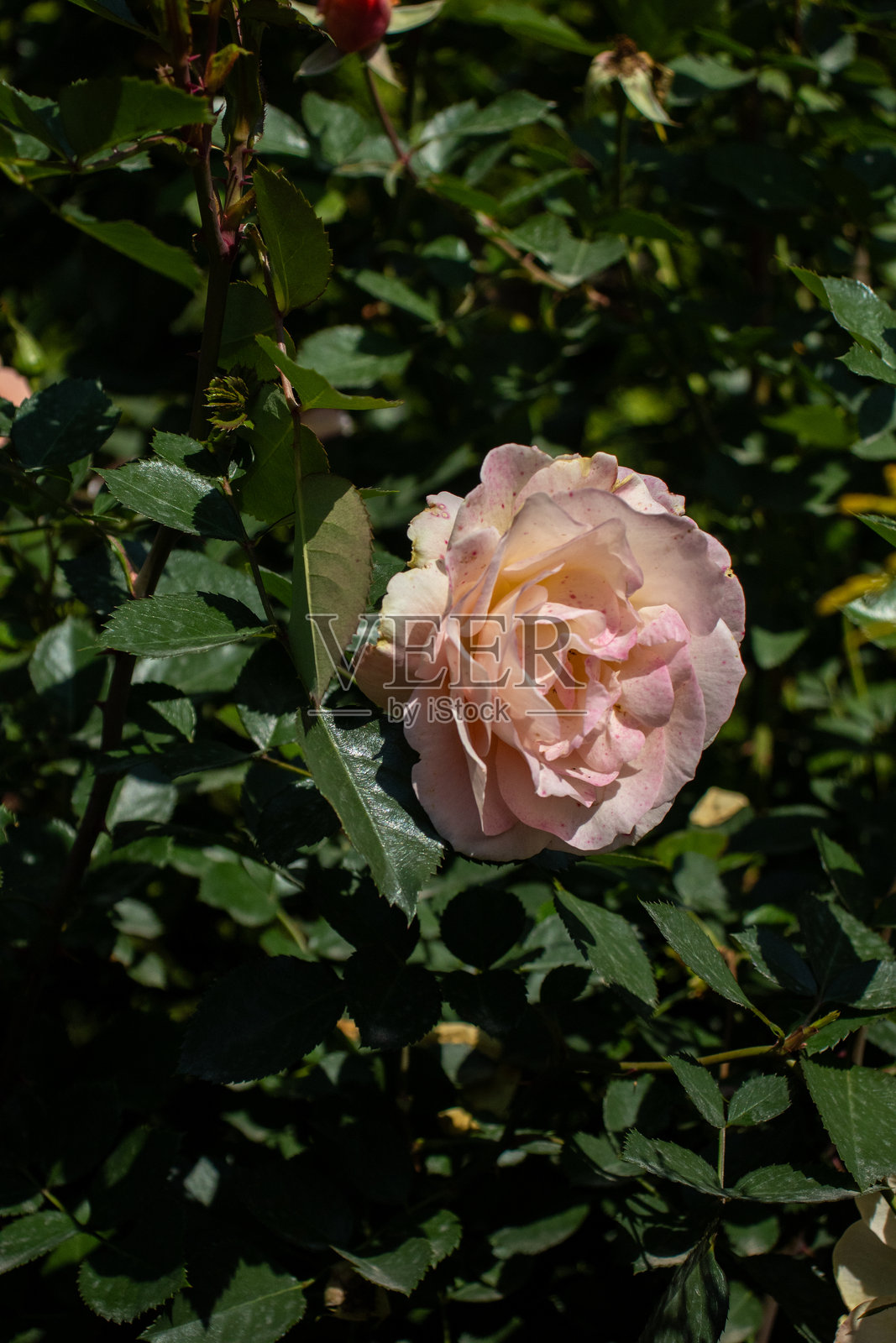 杂交茶玫瑰在黑暗中绽放，成为地面植物的一道美丽风景照片摄影图片
