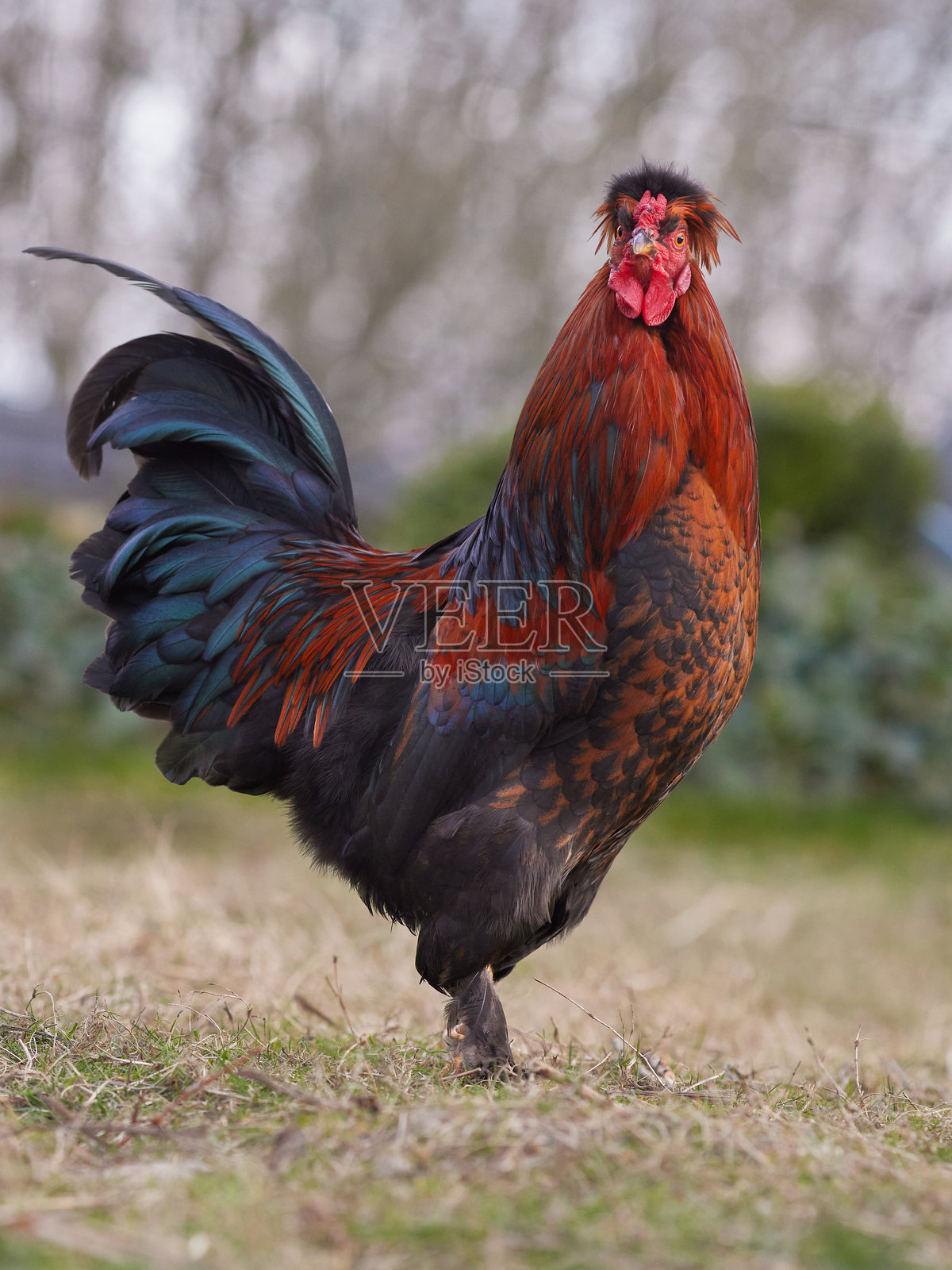 美丽的红色自由放养公鸡在花园里照片摄影图片