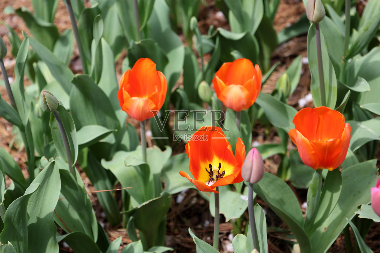 五彩缤纷的花园，自然户外植物，春夏盛开照片摄影图片