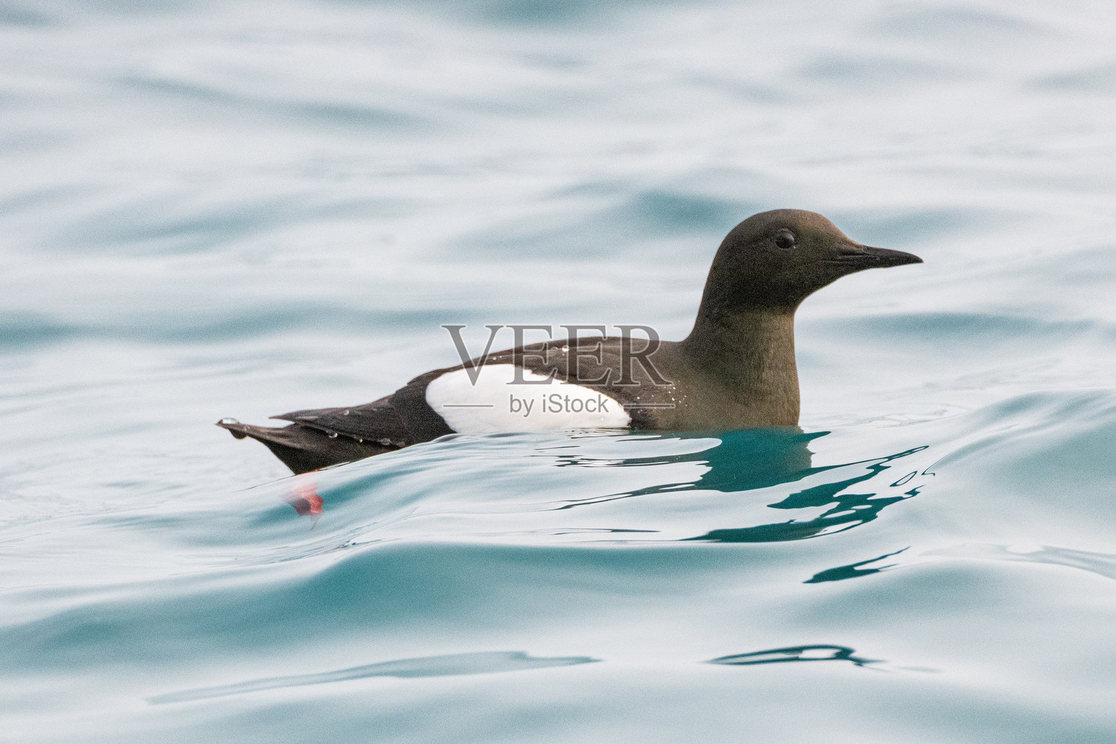 挪威的鸽子海雀照片摄影图片