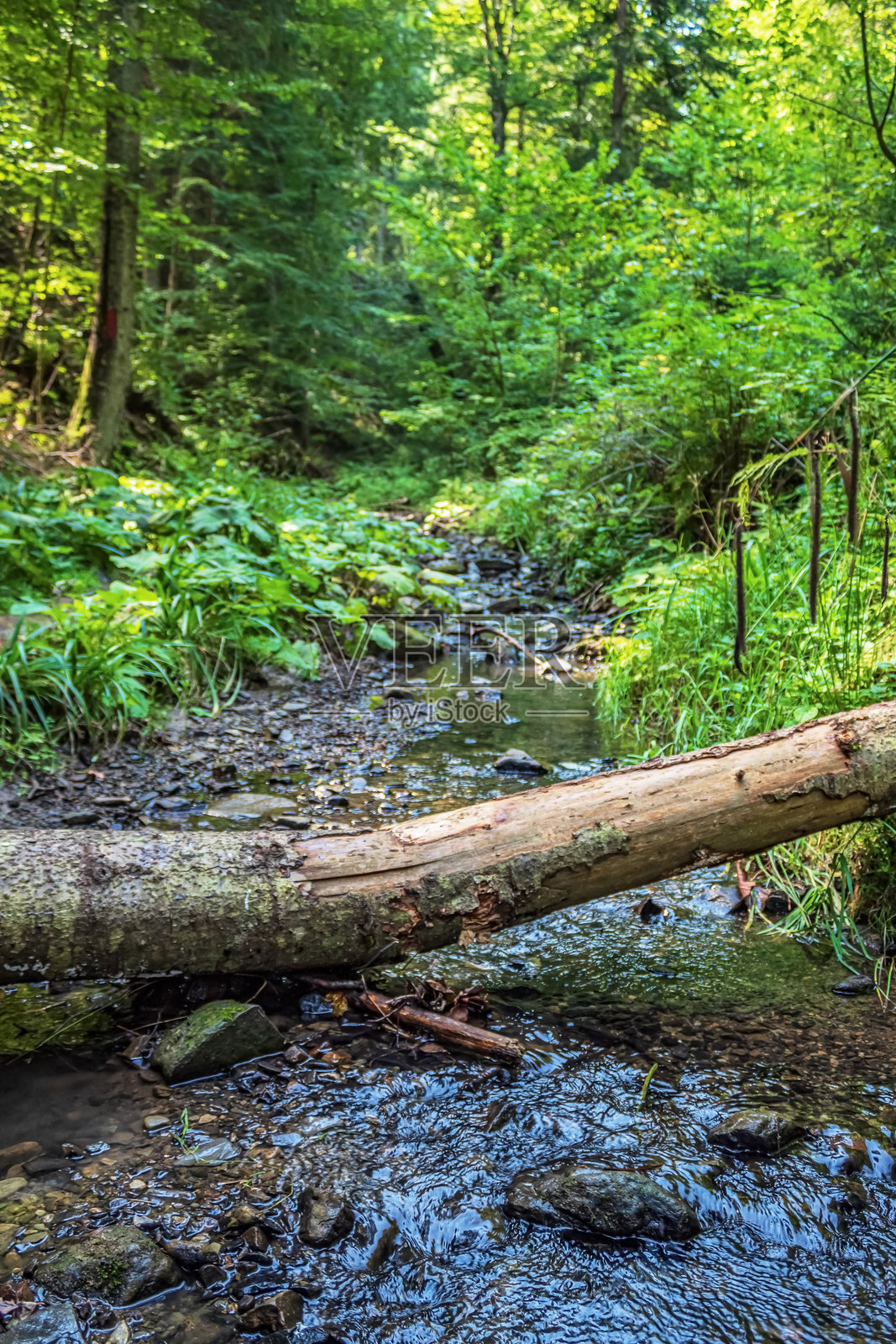 风景 - 森林 - 欧洲，罗马尼亚，苏恰瓦地区照片摄影图片