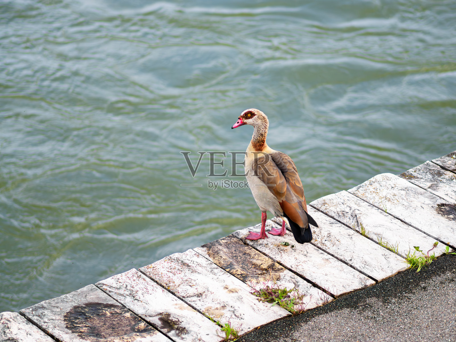 巴塞尔一只栖息在风化码头上的鹅照片摄影图片