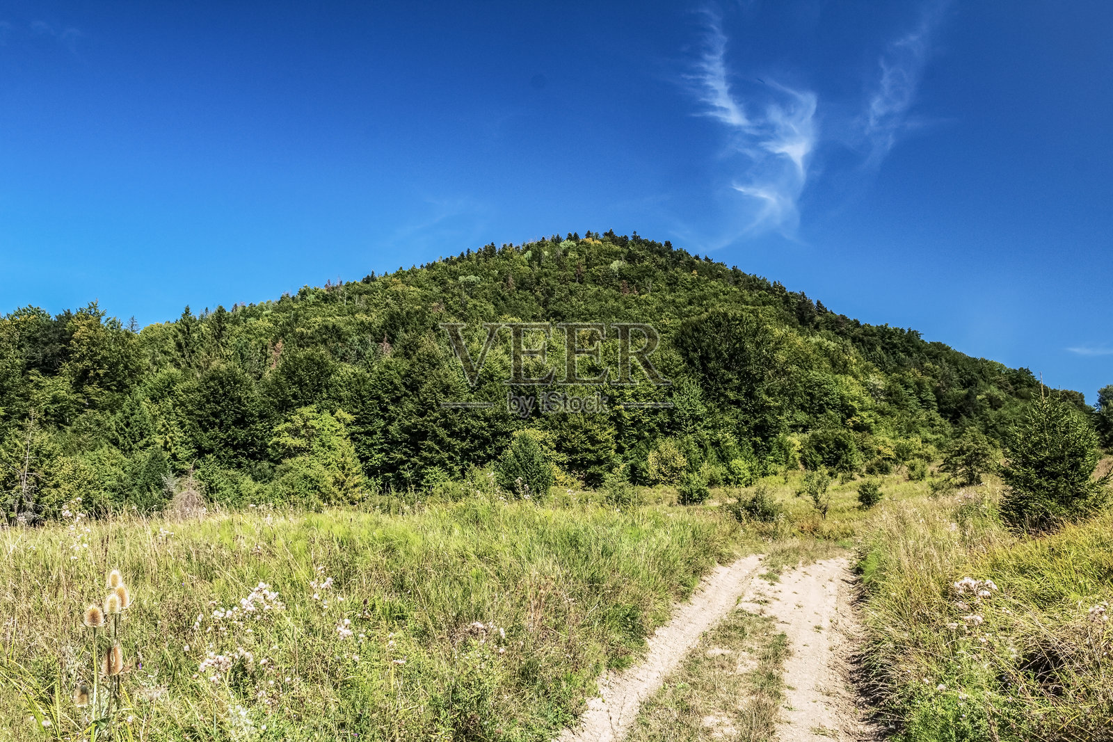风景 - 森林 - 欧洲，罗马尼亚，苏恰瓦地区照片摄影图片