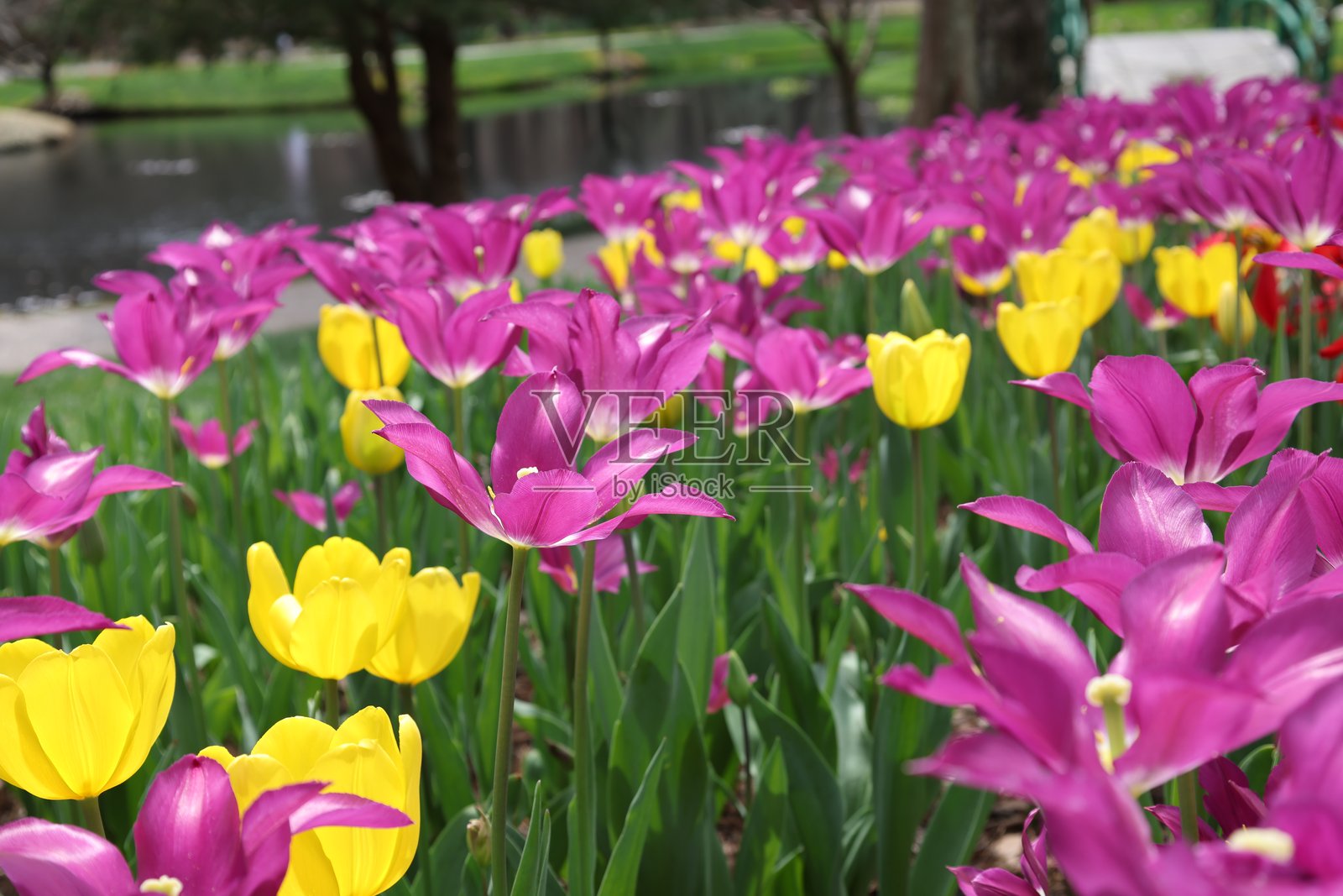 五彩缤纷的花园，自然户外植物，春夏盛开照片摄影图片