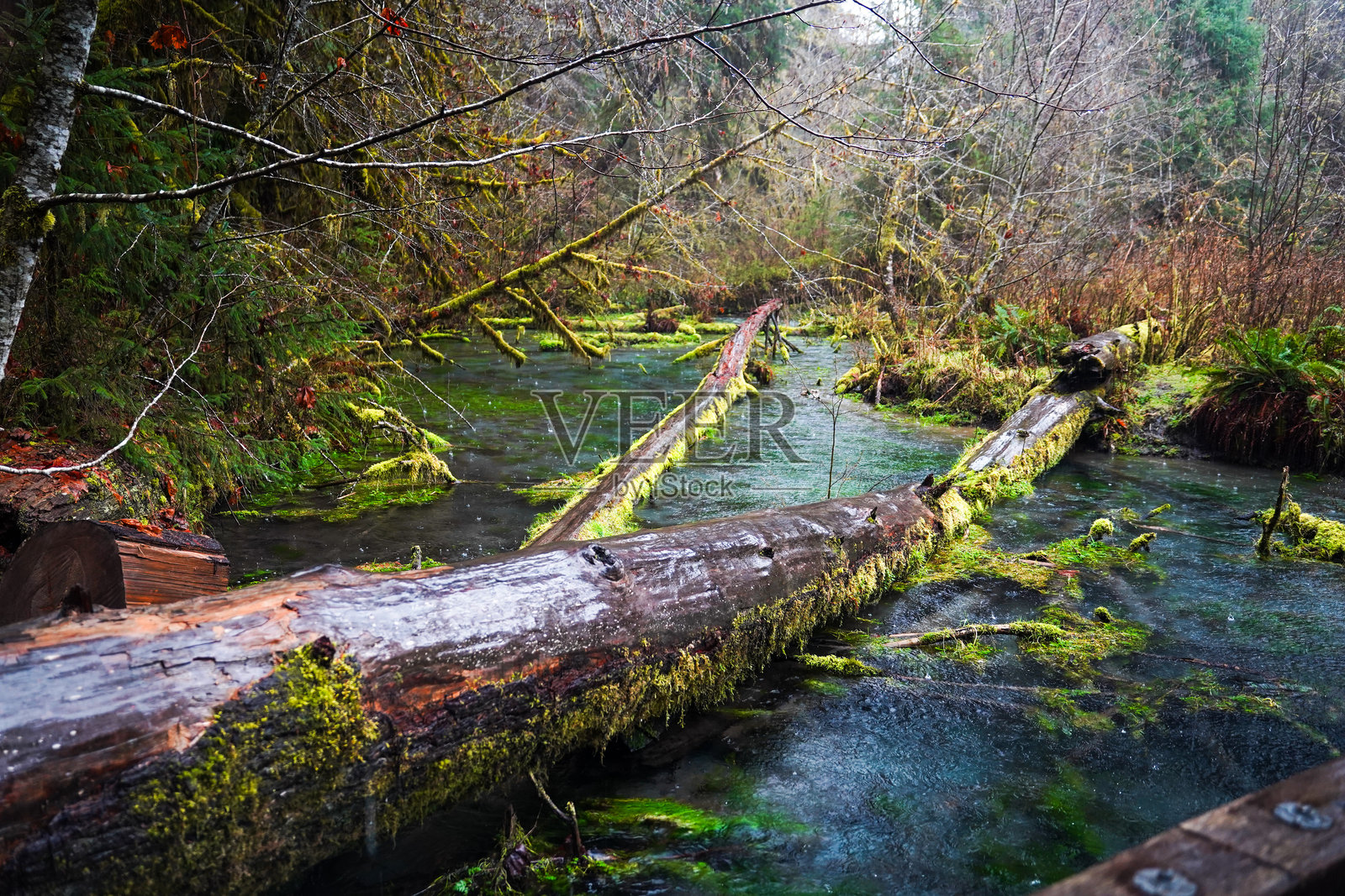 霍河雨林照片摄影图片