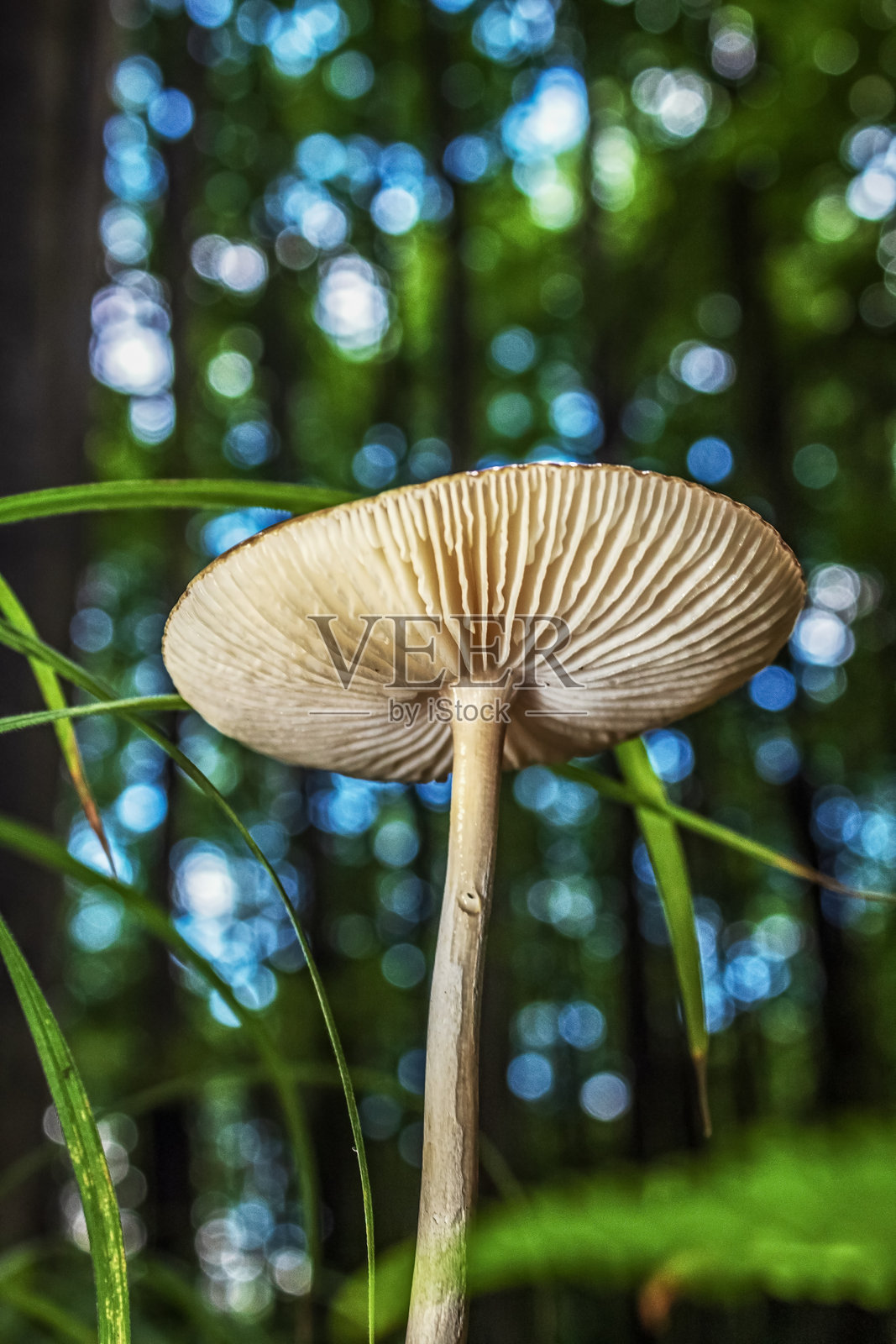 宏观 - 森林 - 欧洲，罗马尼亚，苏恰瓦地区照片摄影图片