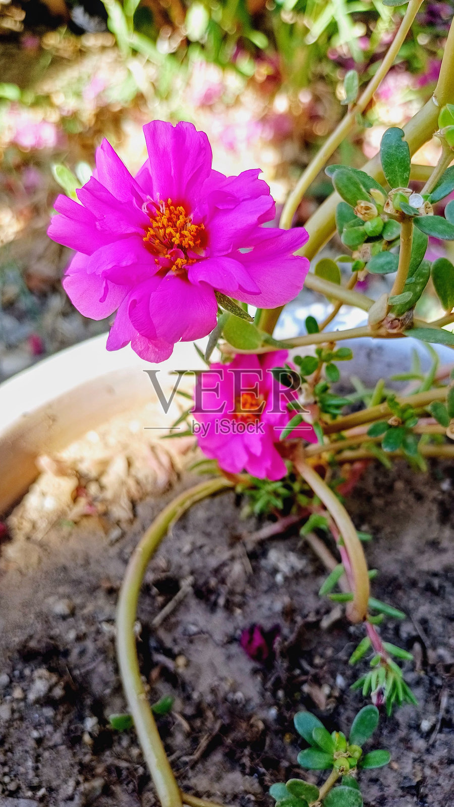 盆栽绿植，粉色花朵盛开。照片摄影图片