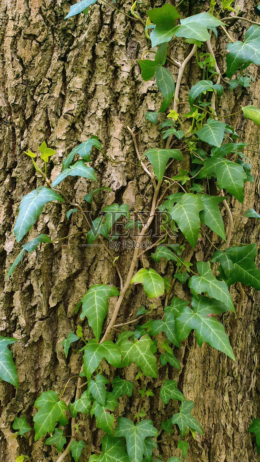特写的常春藤植物攀爬在树干上照片摄影图片