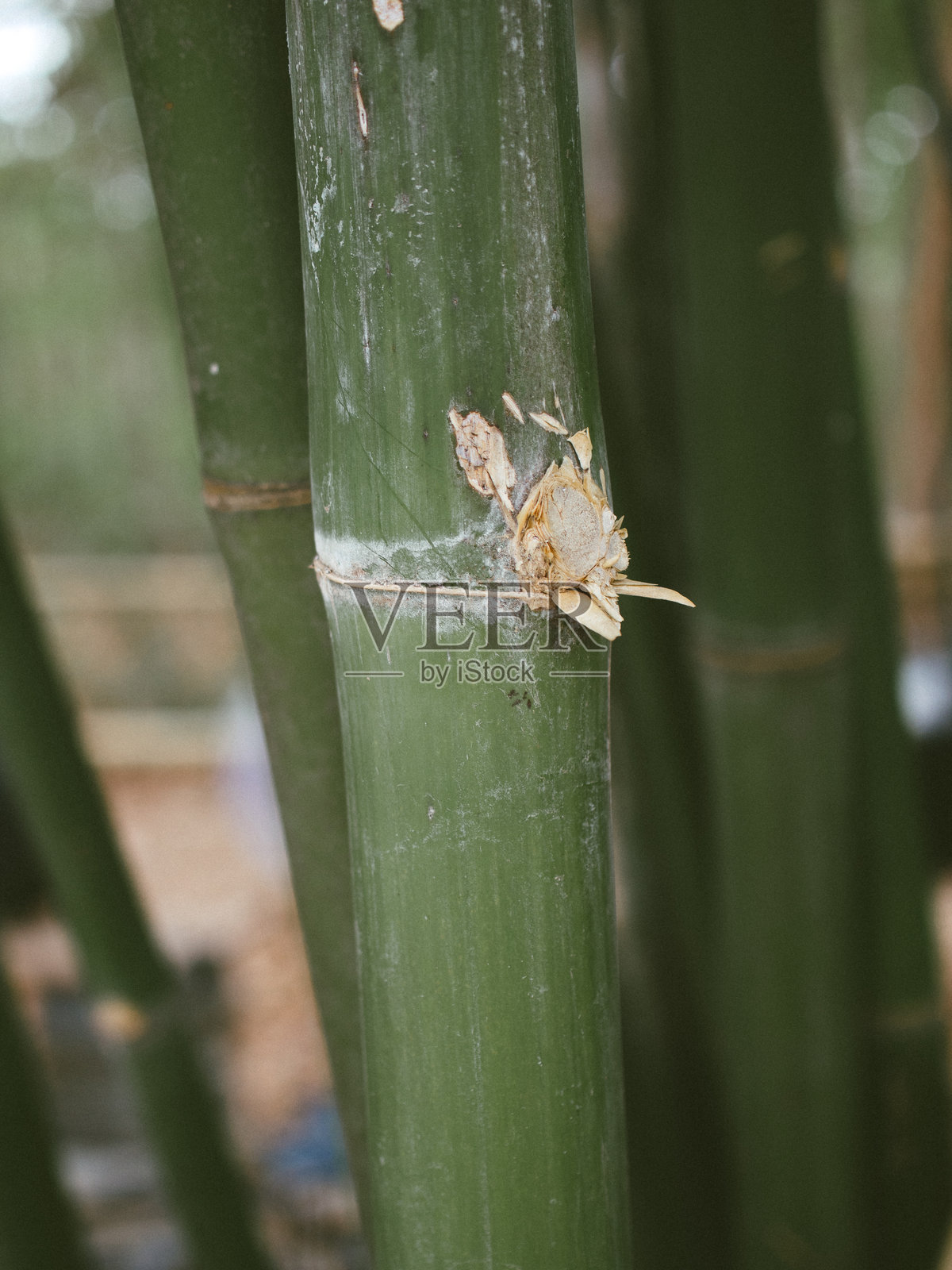 竹子照片摄影图片