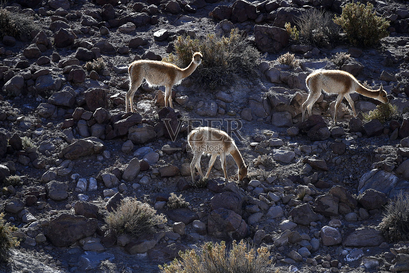 沙漠中的野生动物景观照片摄影图片