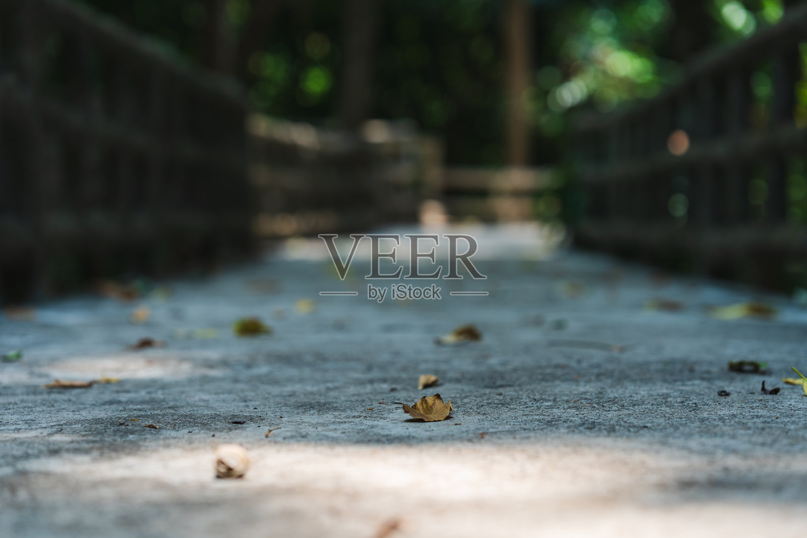 宁静的步道位于郁郁葱葱的环境中，散落的树叶和柔和的阳光照亮了小路，非常适合自然爱好者和户外摄影。照片摄影图片