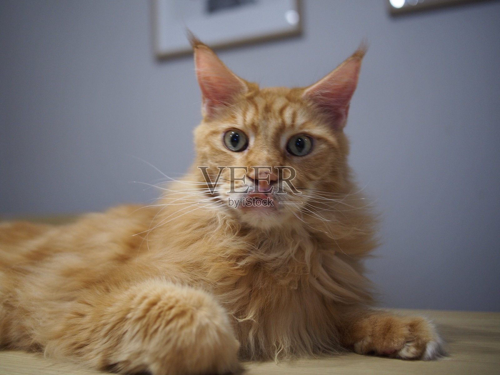 缅因猫照片摄影图片