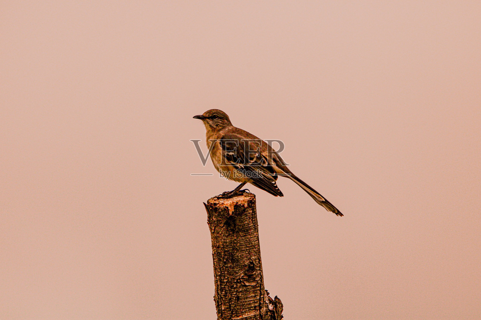 非法占据者照片摄影图片