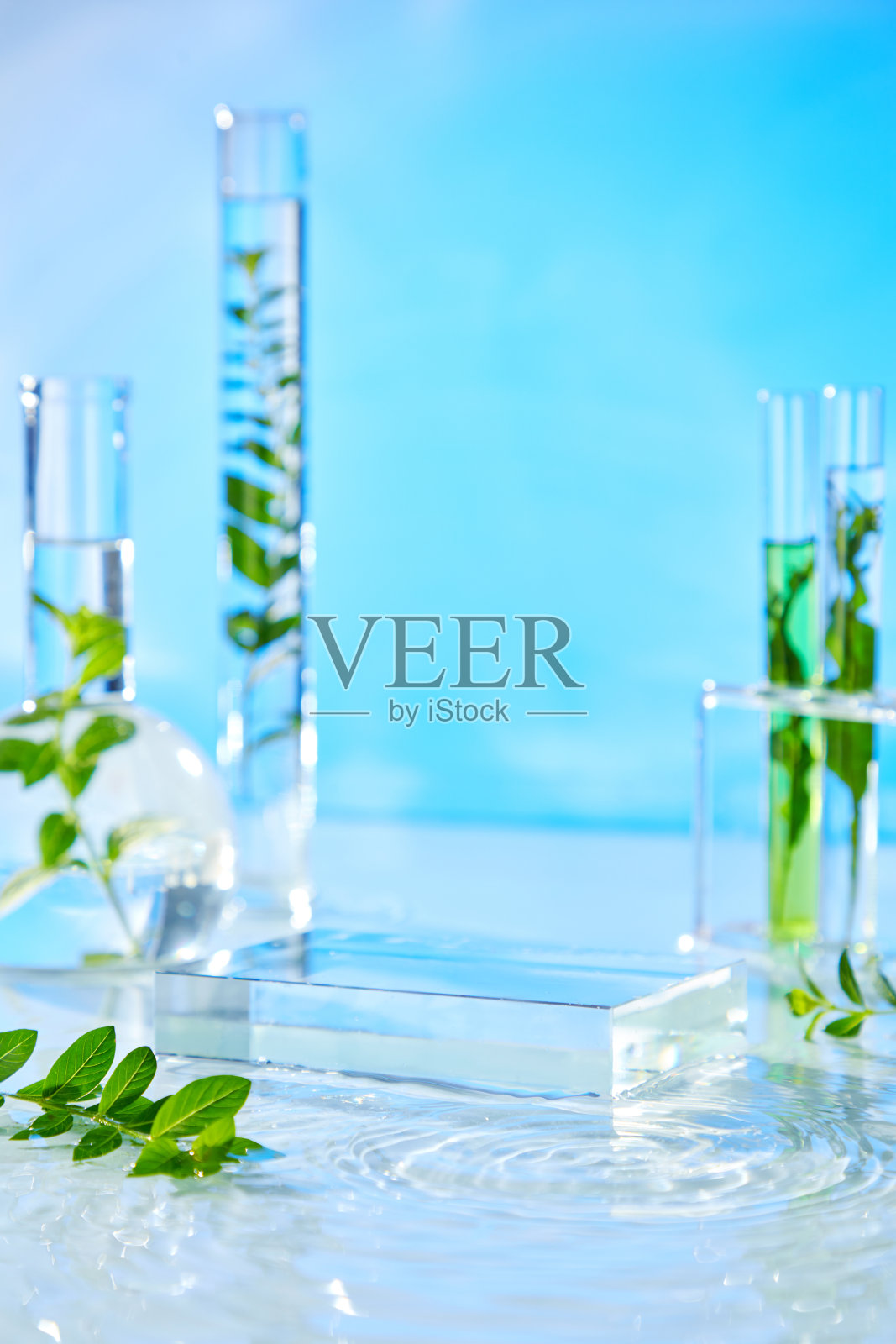 玻璃瓶中盛放着新鲜的枝条，背景是干净的蓝色，旁边是一个玻璃底座，底座上有产品展示空间，位于轻柔起伏的水面上。照片摄影图片