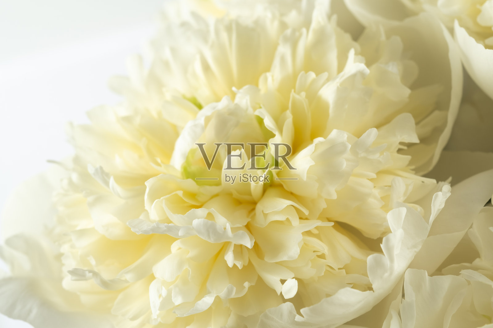 盛开的奶油牡丹花特写镜头照片摄影图片