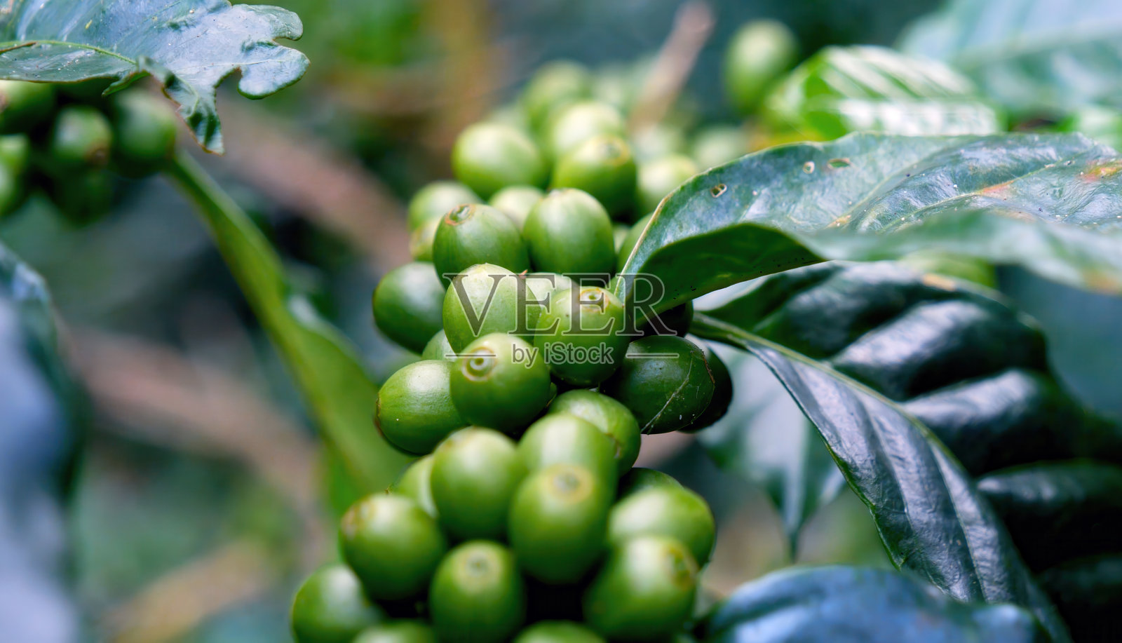 特写绿色咖啡果实收获阿拉比卡咖啡园。绿色咖啡豆浆果植物在生态有机农场中生长。新鲜咖啡豆绿色叶子灌木生态浆果植物。照片摄影图片