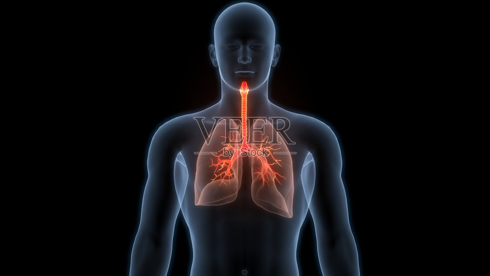 人类呼吸系统肺部解剖照片摄影图片