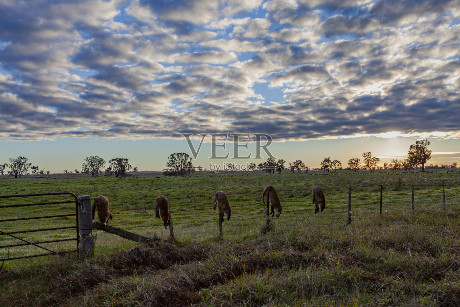 死狐狸，休姆，澳大利亚照片摄影图片