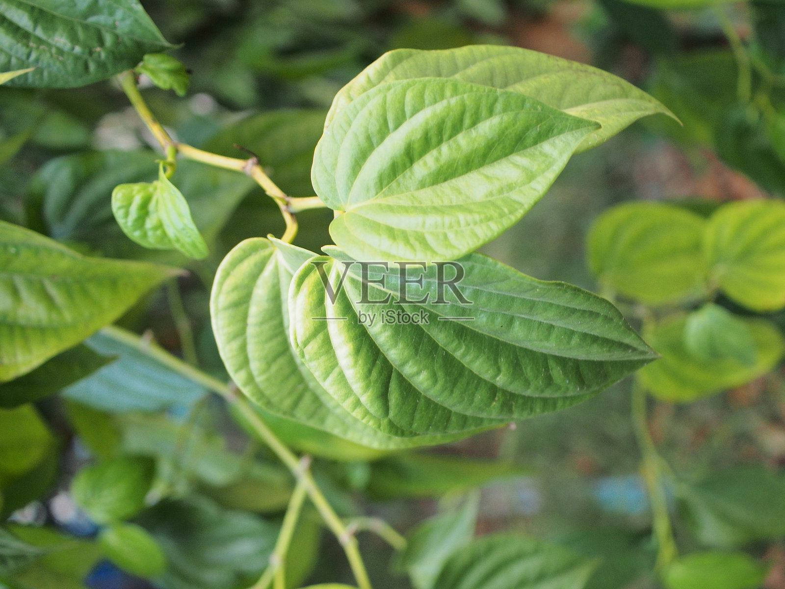 自然照片摄影图片