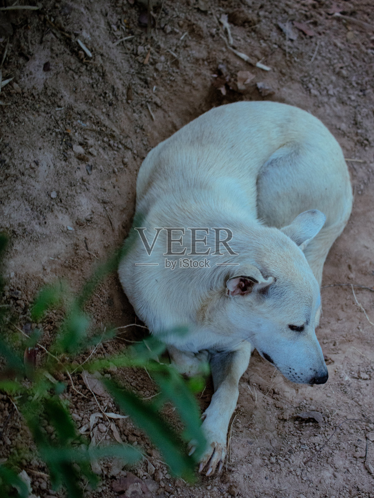 可爱的泰国狗照片摄影图片