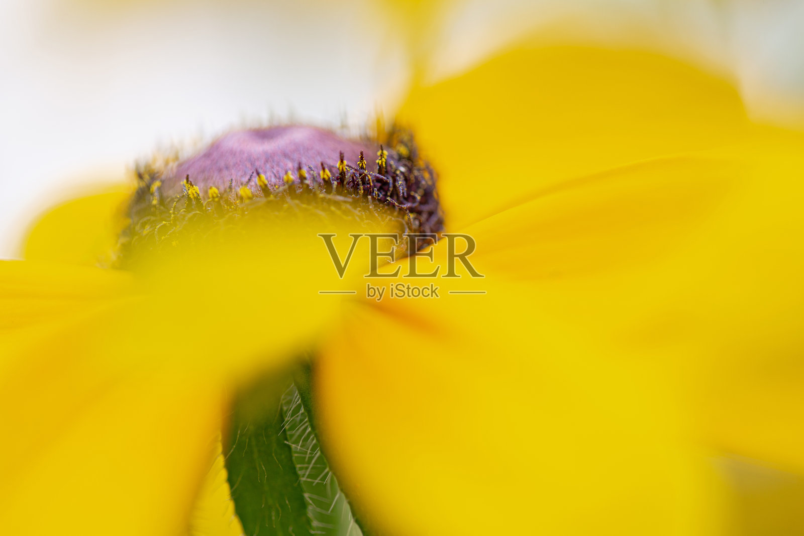 黑眼苏珊花 - Rudbeckia照片摄影图片