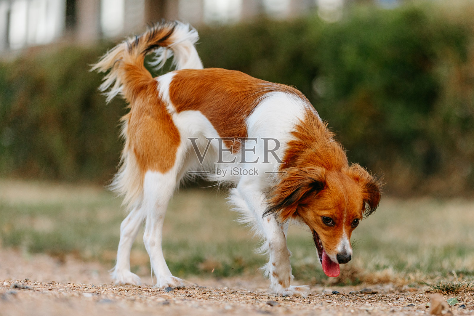 公园里户外的库伊克犬照片。宠物动物肖像摄影。照片摄影图片
