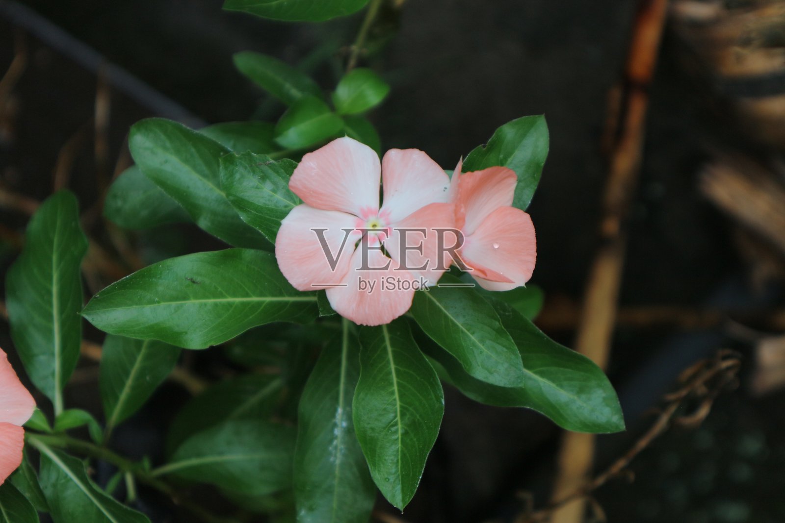 长春花照片摄影图片