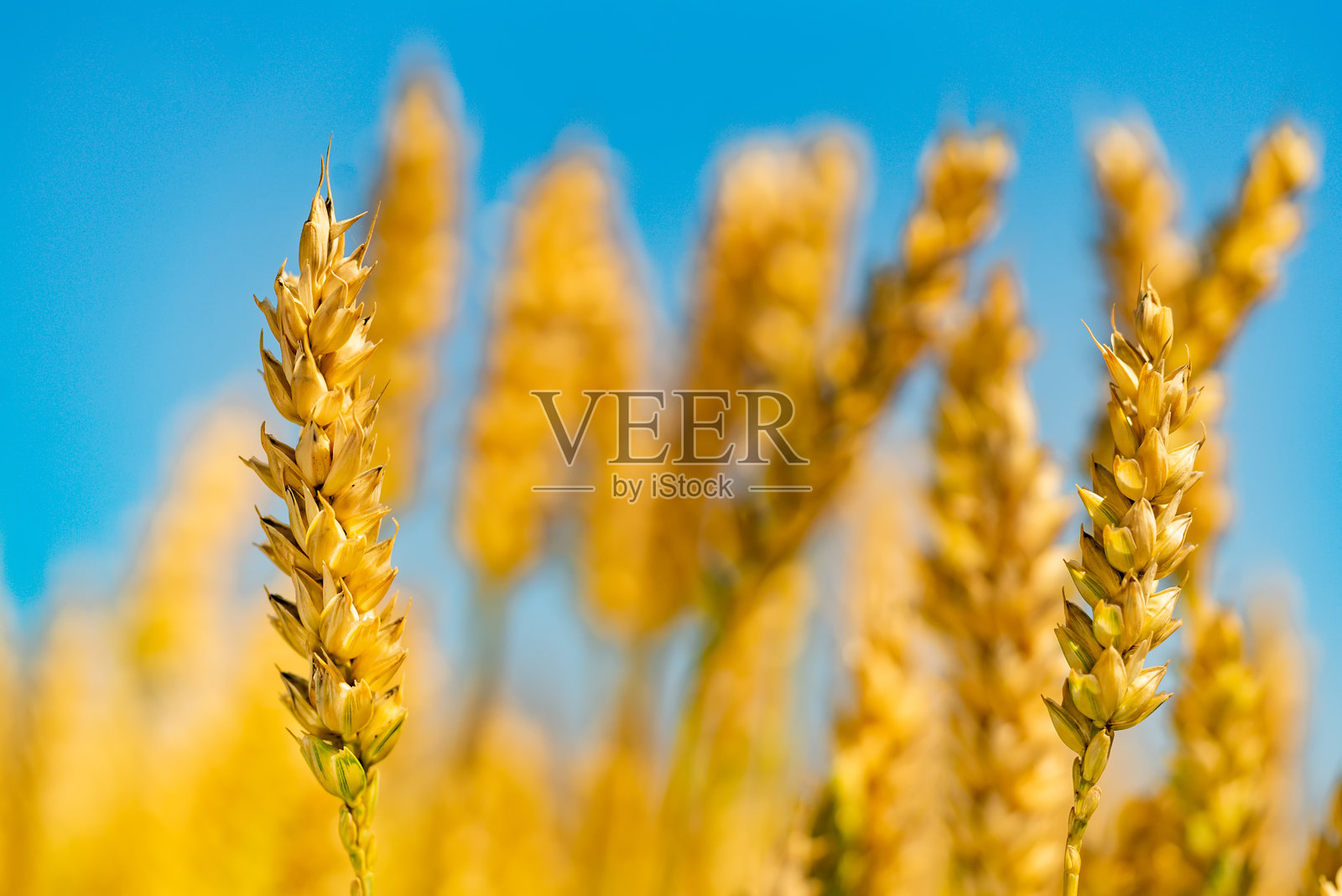 一组鲜艳的黄色花朵特写。照片摄影图片