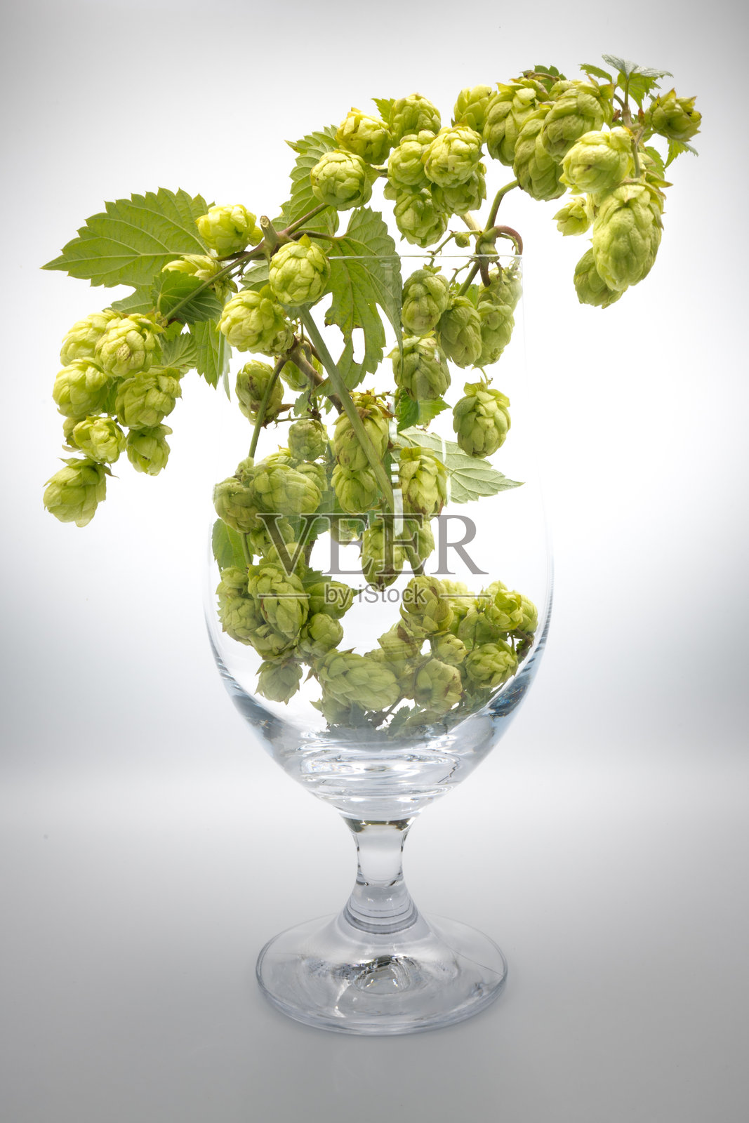 啤酒花，一种流行酒精饮料的成分。照片摄影图片