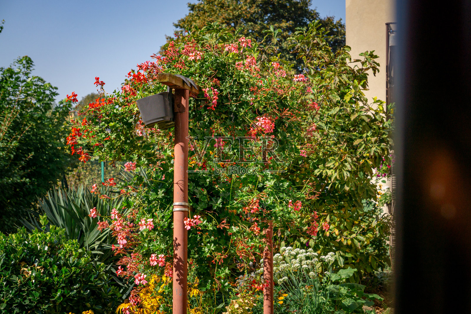 一个美丽的秋季花园，拥有众多花坛和盛开的花朵以及秋季灌木。花园中的植被。照片摄影图片