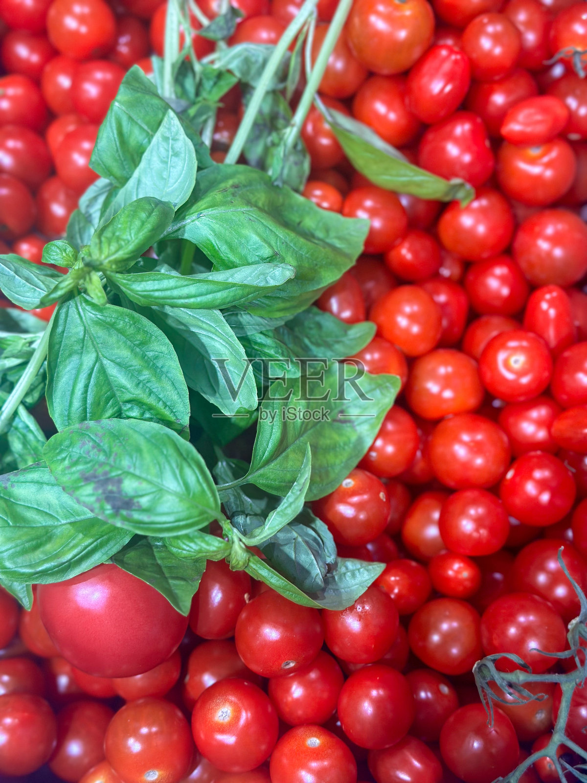 樱桃番茄与罗勒枝照片摄影图片