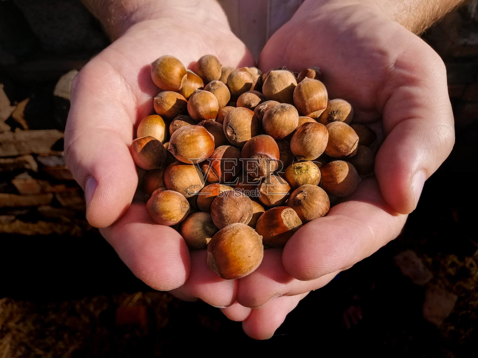 一把榛子在手中。照片摄影图片