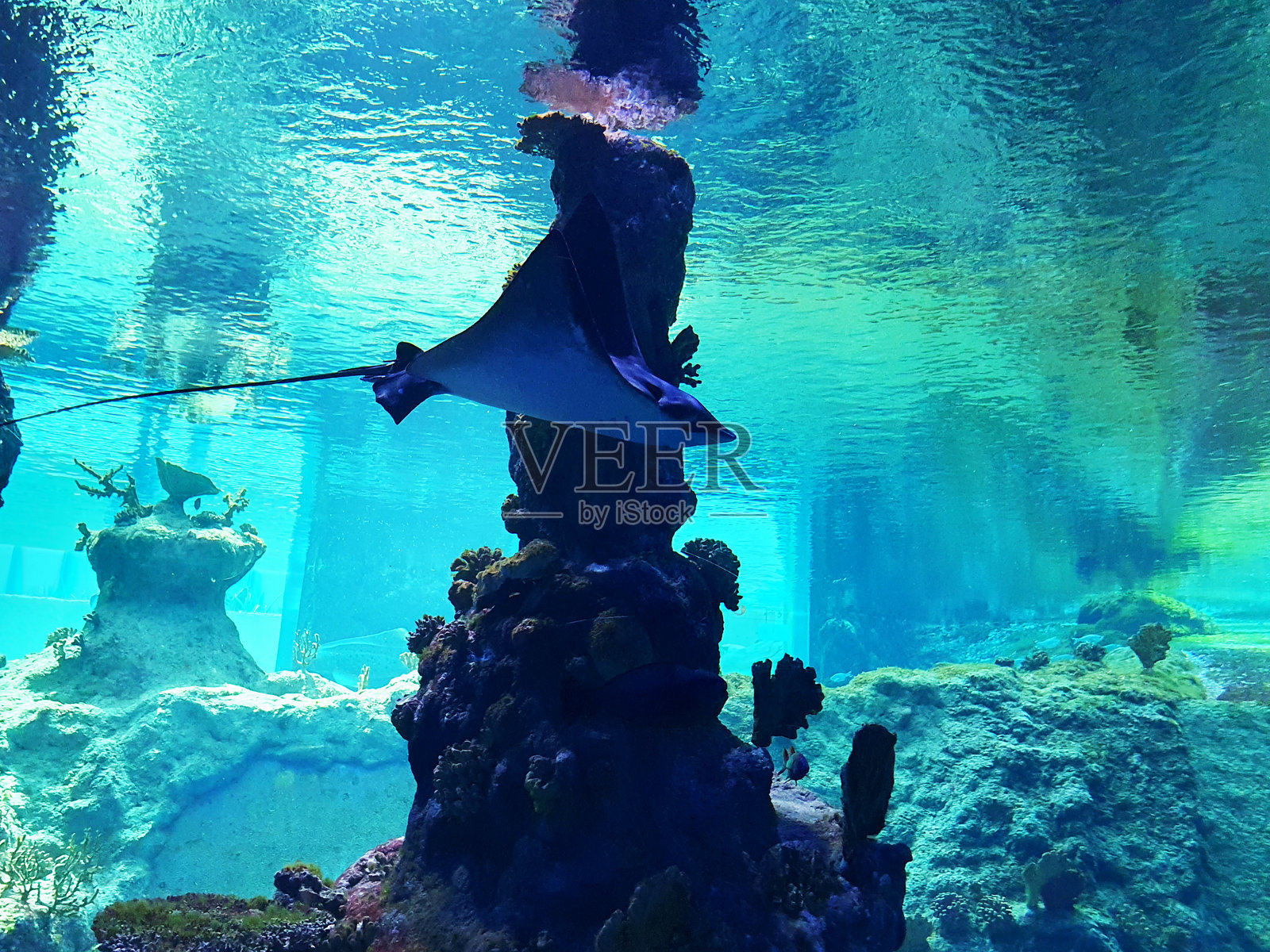 美丽的黄貂鱼在海洋馆中游泳照片摄影图片