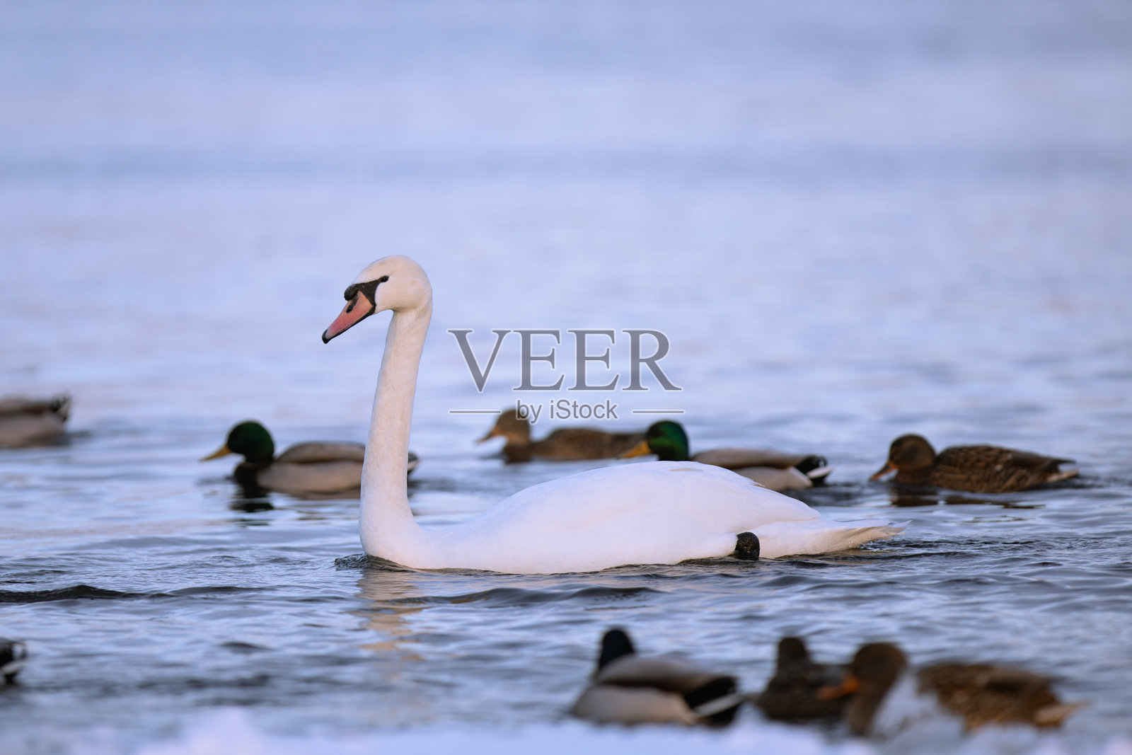 天鹅和其他水鸟在湖面上过冬。照片摄影图片