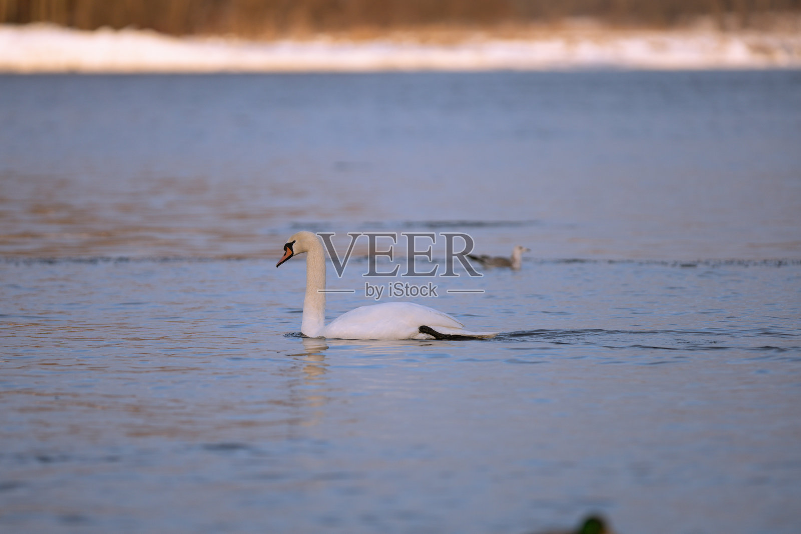 天鹅和其他水鸟在湖面上过冬。照片摄影图片