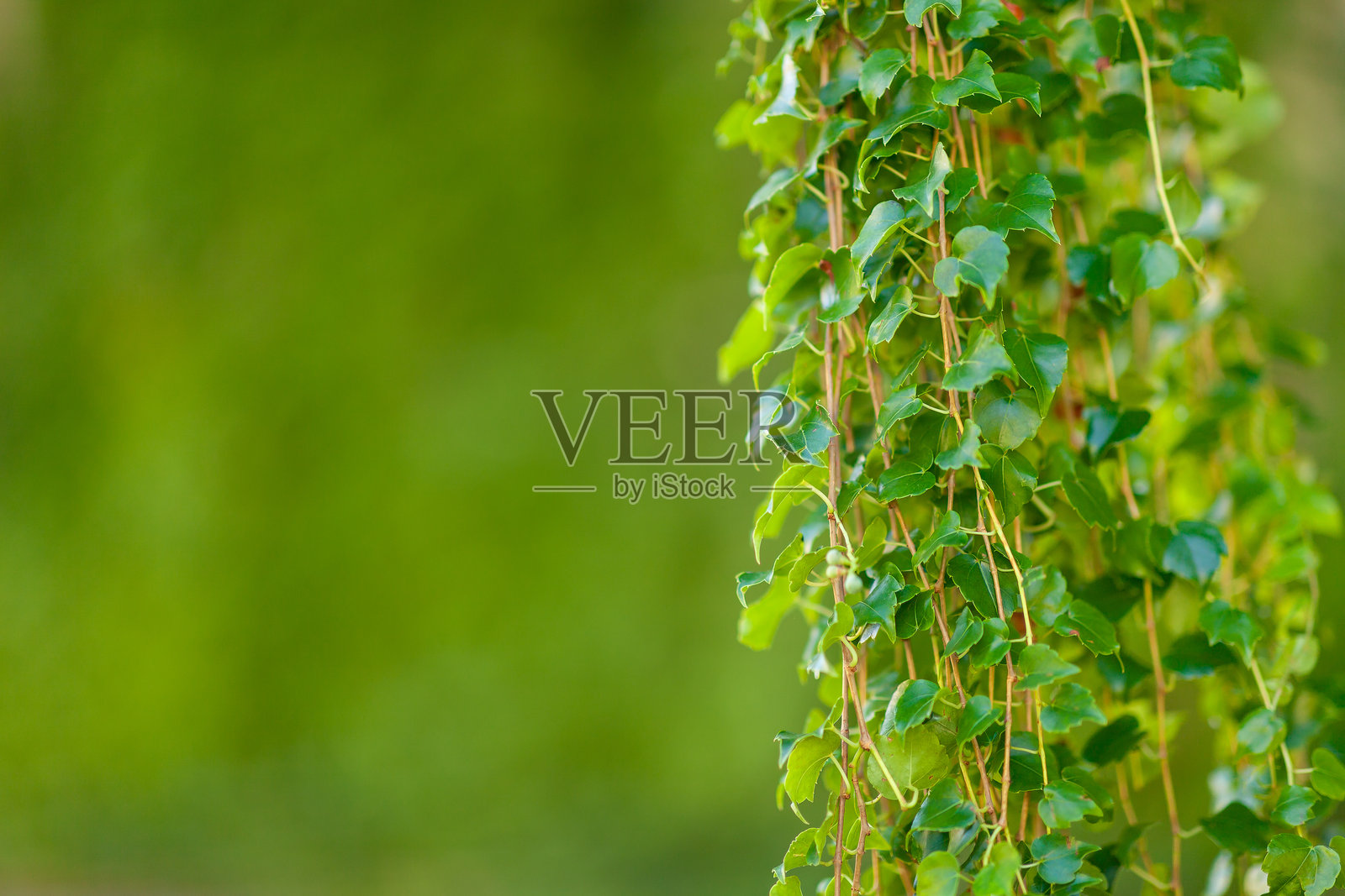 模糊的常春藤照片摄影图片