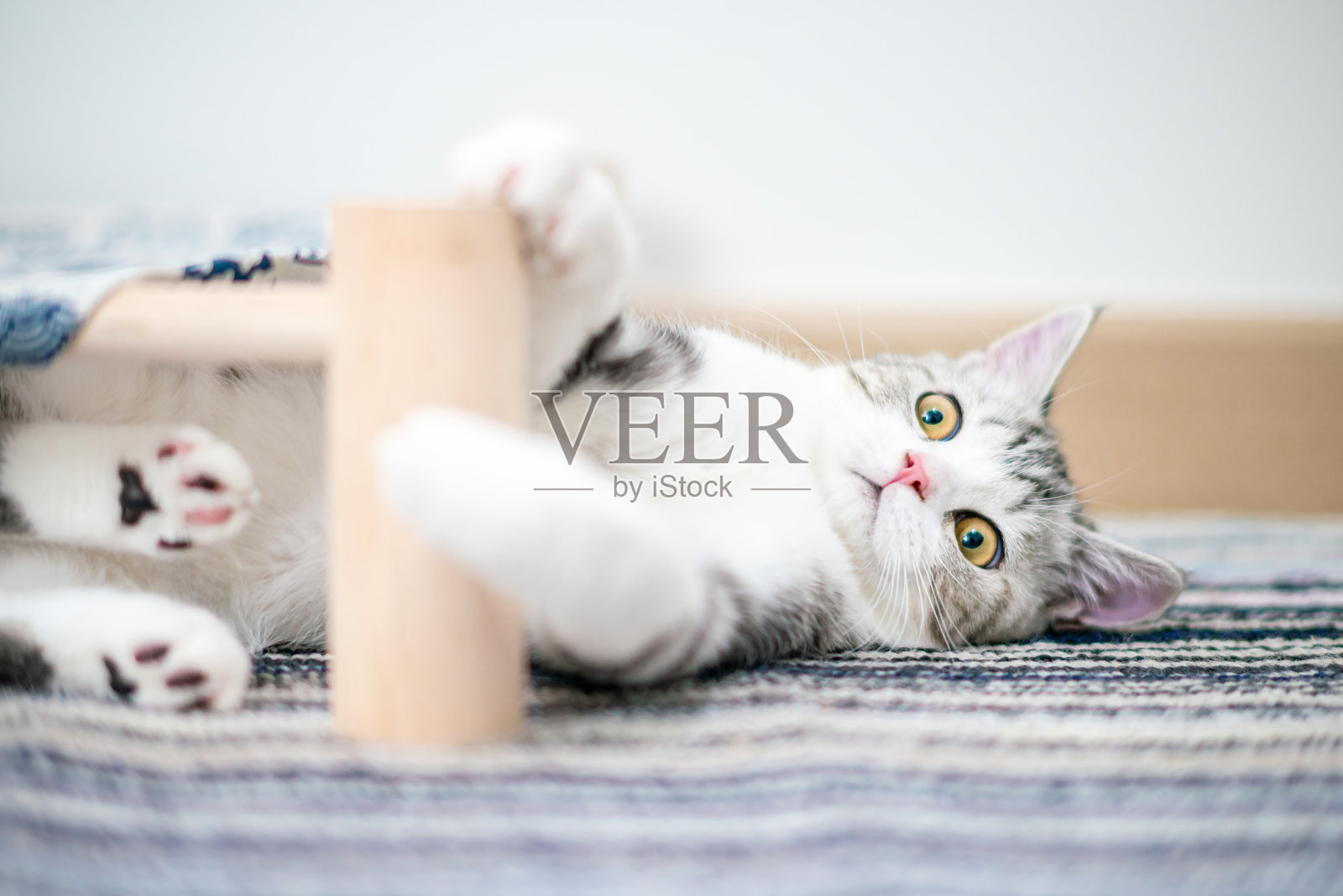 可爱的家猫，银色条纹苏格兰猫照片摄影图片