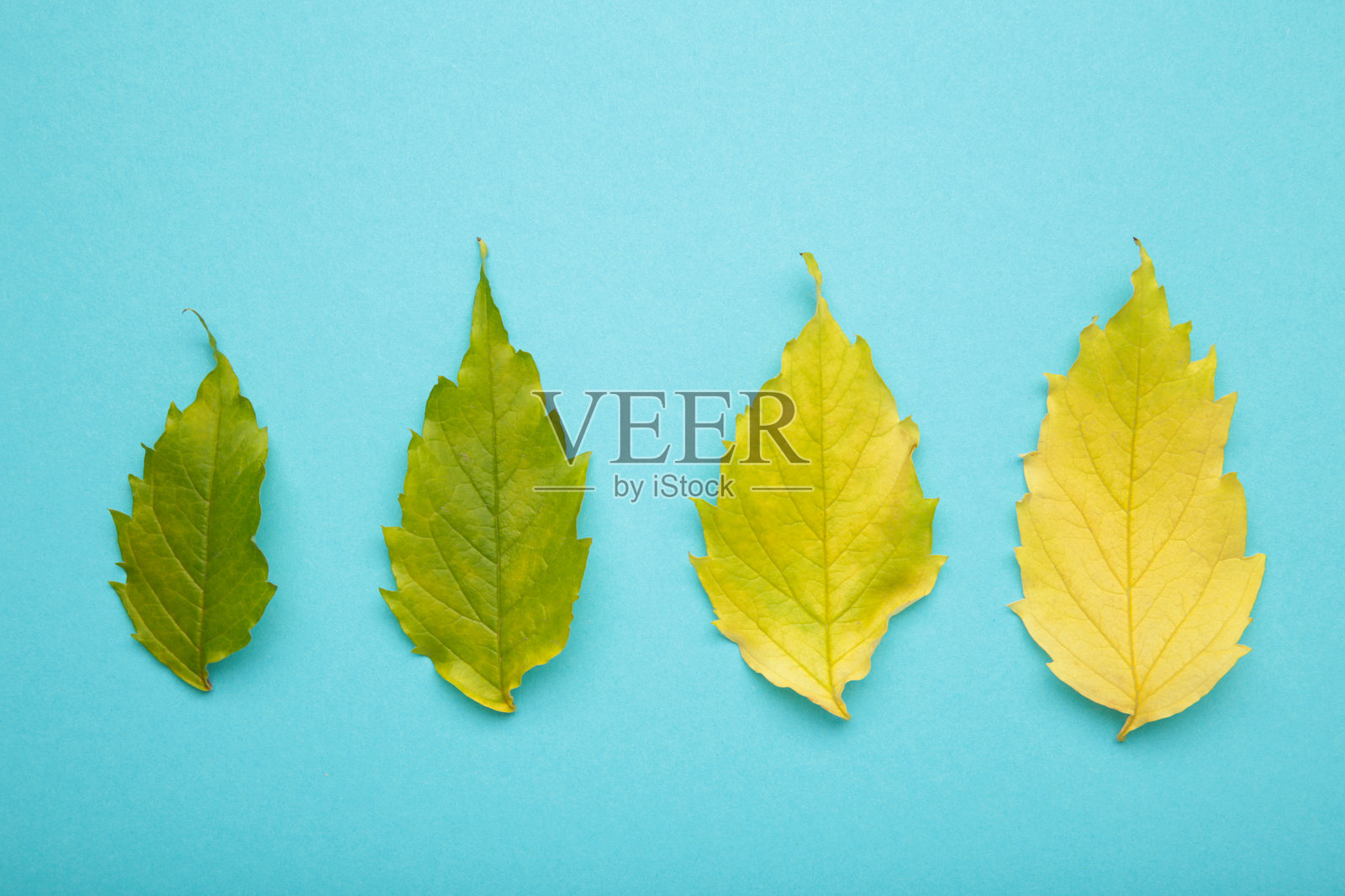 蓝色背景上的秋季绿色和黄色叶子。俯视图照片摄影图片