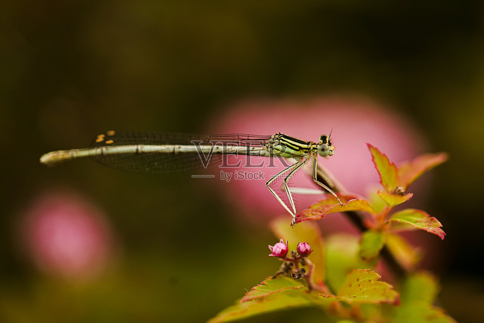 夏季花卉。照片摄影图片