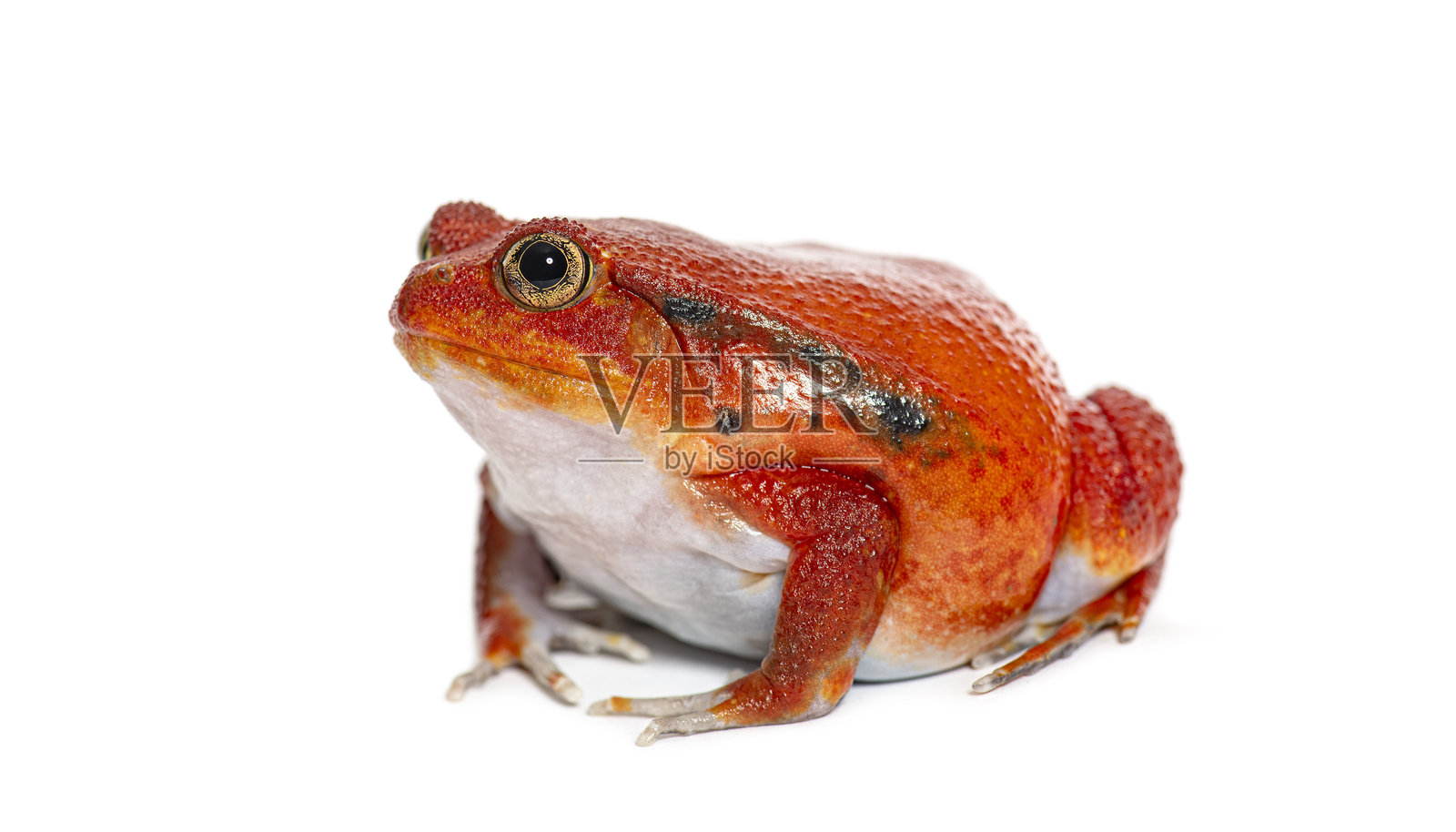 马达加斯加番茄蛙正对着镜头，白色背景隔离照片摄影图片