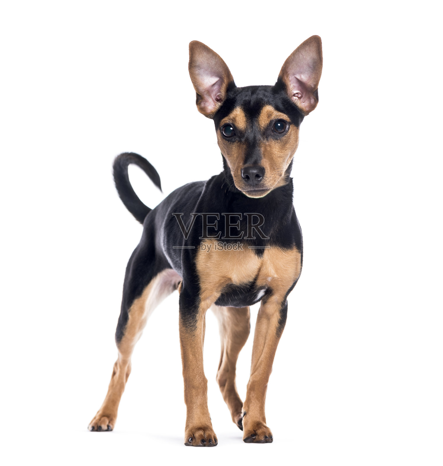 年轻的杂种犬站着并朝一旁看，背景为白色照片摄影图片