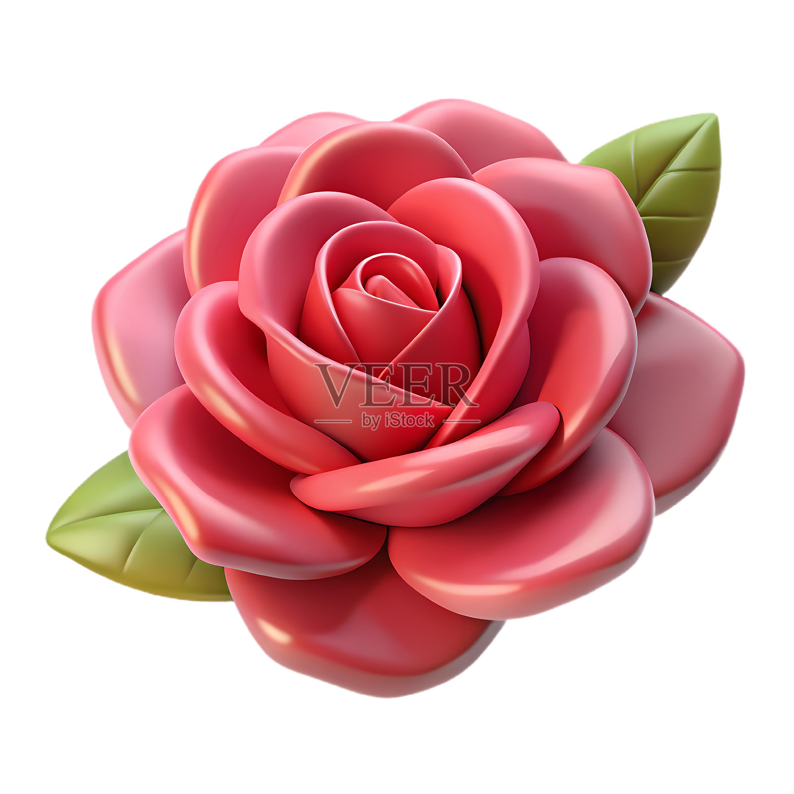 新鲜美丽的粉色玫瑰孤立展示照片摄影图片