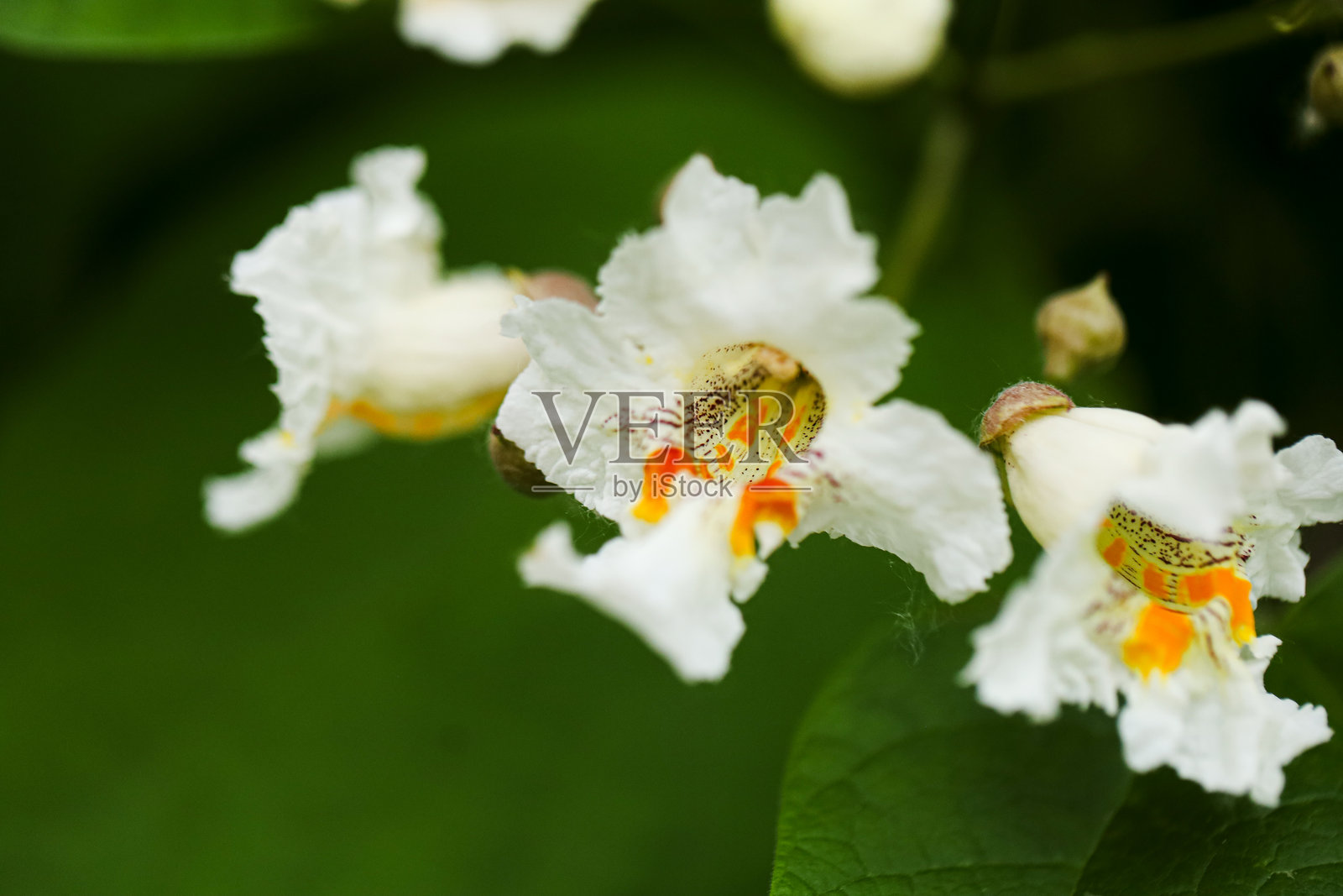 夏季花卉。照片摄影图片