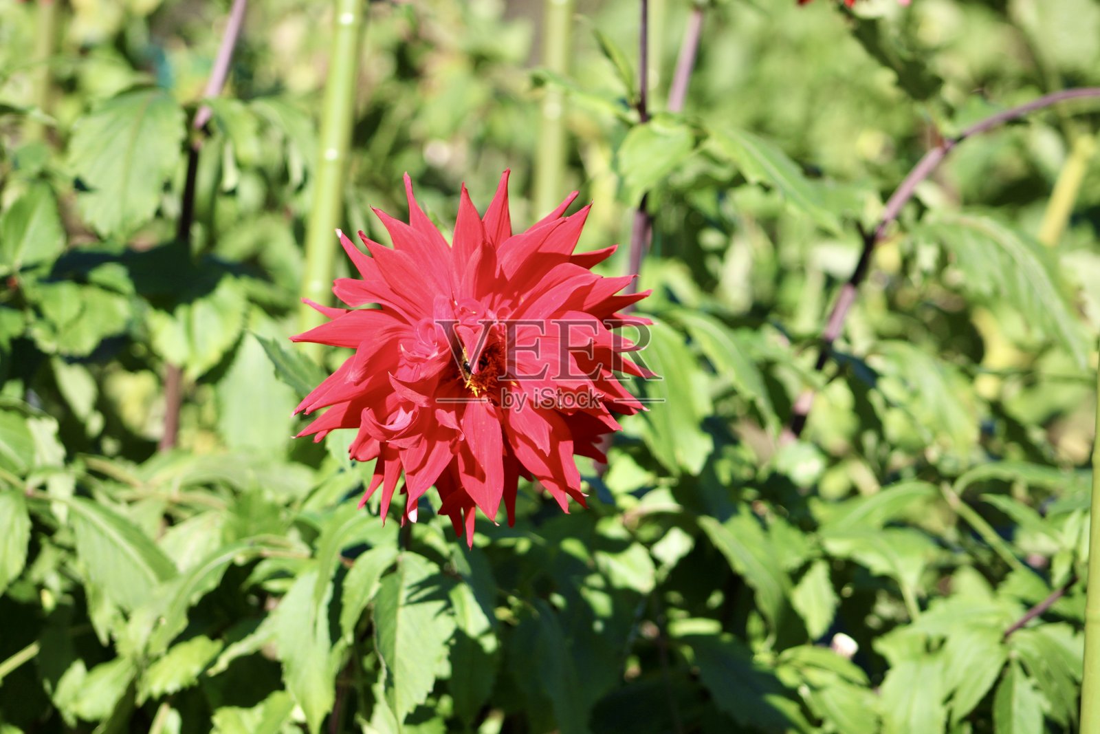 大丽花园照片摄影图片