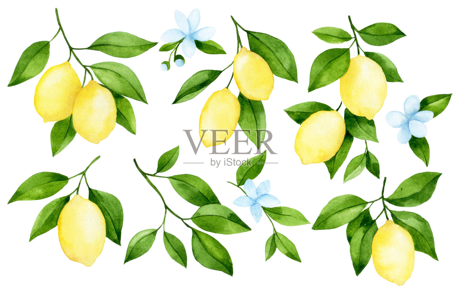 水彩画，柠檬果实的树枝组合。简单风格的插图插画图片素材