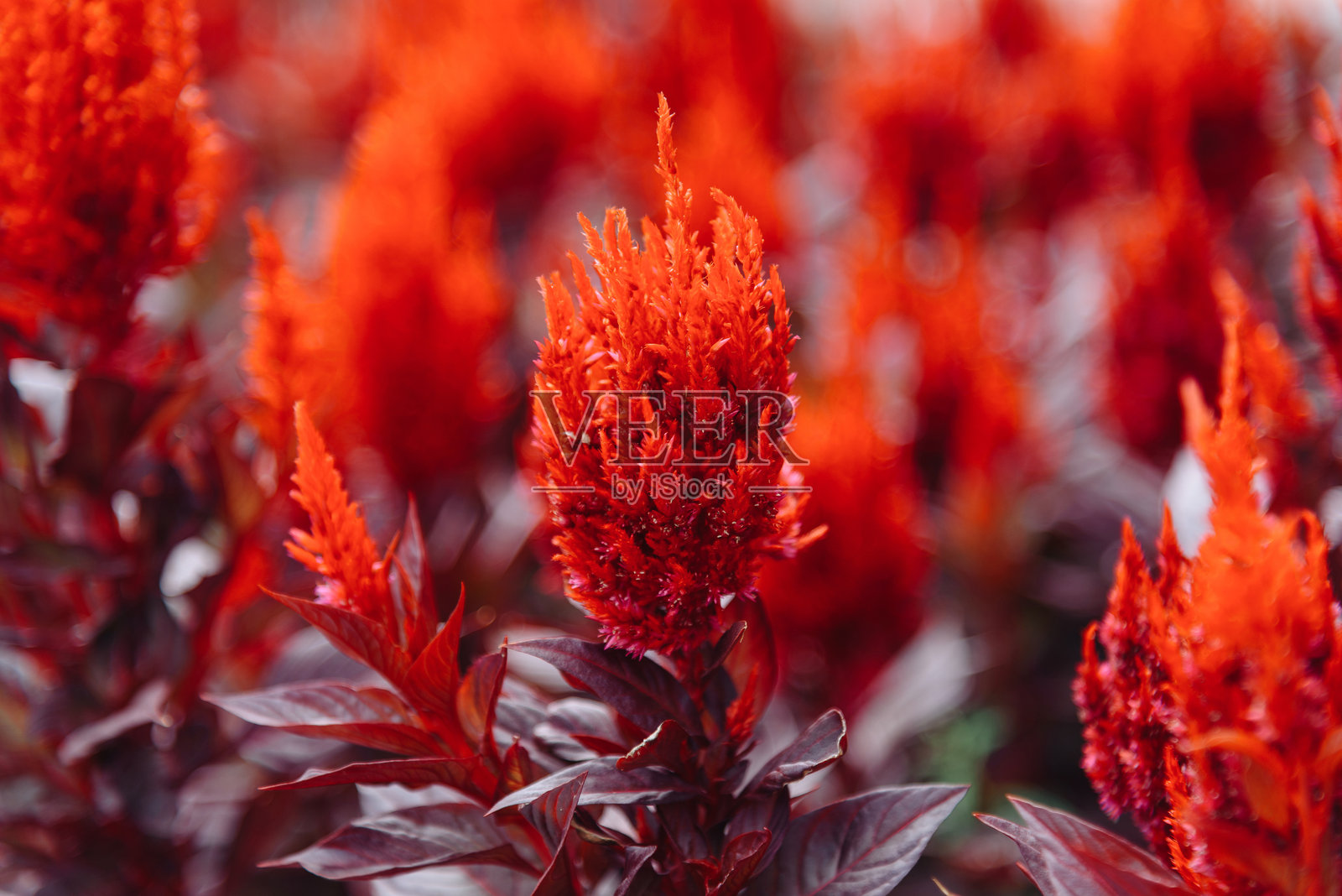 鸡冠花照片摄影图片