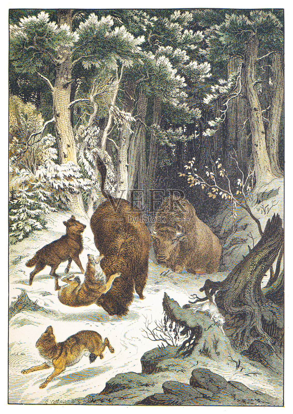 俄罗斯森林：野生野牛、狼、白鼬和松树 手工着色版画 1876年插画图片素材